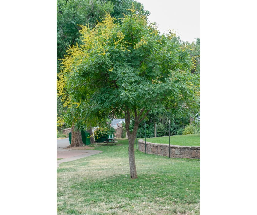 Goldenrain Tree